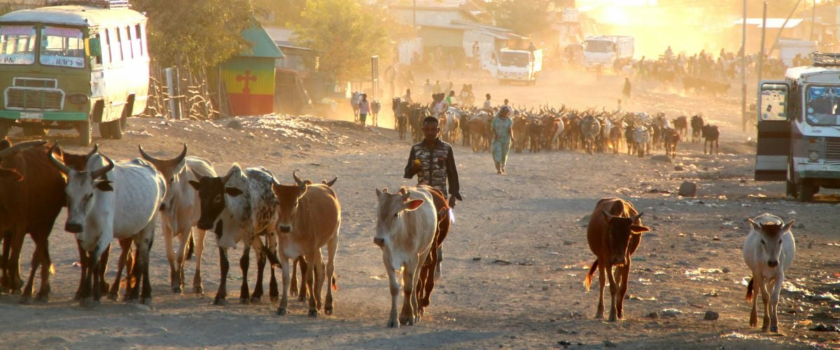 A man in Ethiopia walks down a dirt road as he herds his cattle. Busses and other herds can be seen in the background, in the light of the sunset.