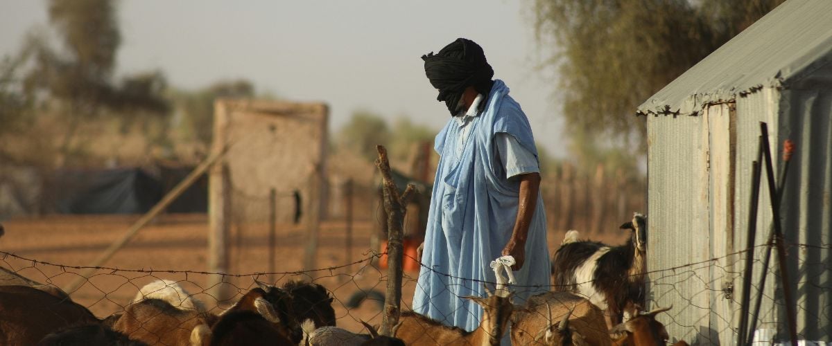 A shepherd tends to his goats in Mauritania