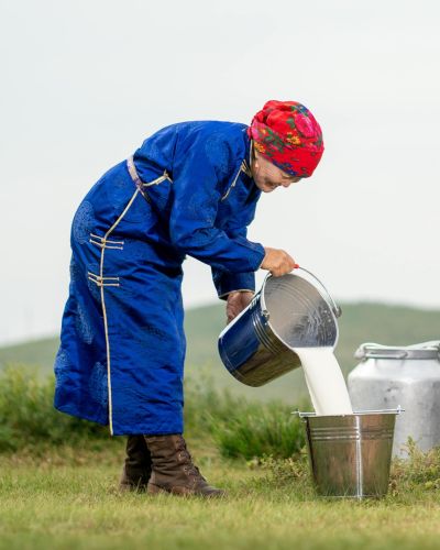 A rural Mongolian woman pours milk into a bucket. 