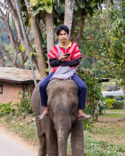 A man uses his cell phone while riding an elephant in Thailand.