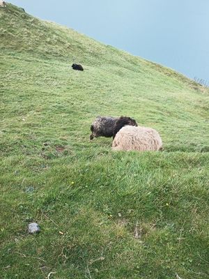 Sheep are the primary fauna of the Faroe Islands, prized for their wool and meat. Grazing steep slopes is not an issue for them. 